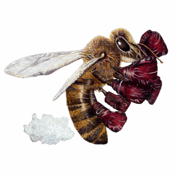 Buzz Bee | The Ted Times