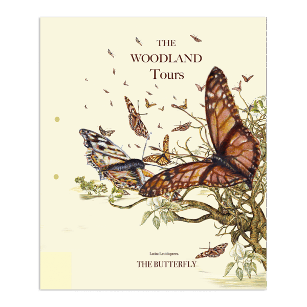 The Butterfly | The Woodland Tours | The Ted Times