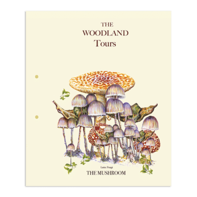 The Mushroom | The Woodland Tours | The Ted Times