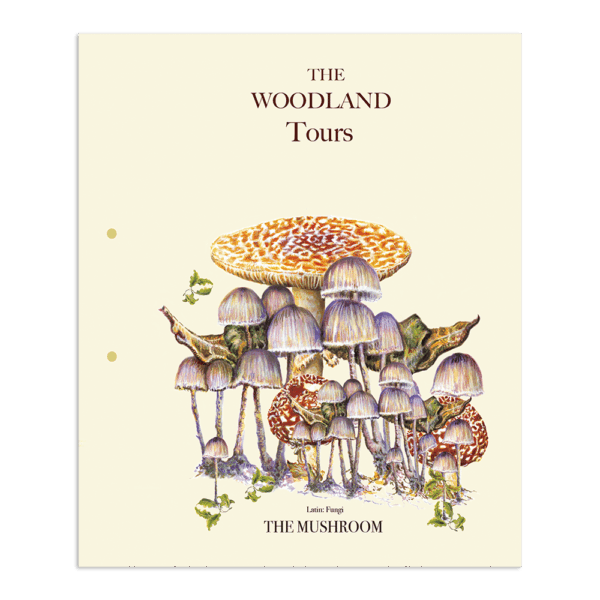 The Mushroom | The Woodland Tours | The Ted Times