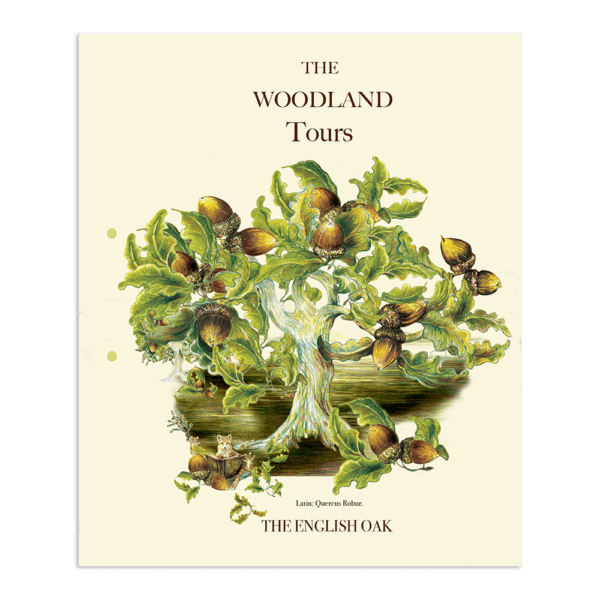 The English Oak | The Ted Times | The Woodland Tours