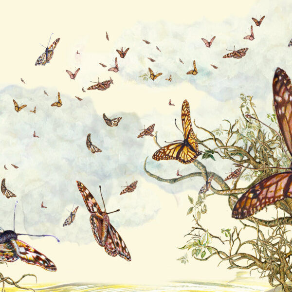 The Butterfly